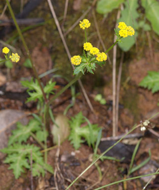 2010-03-29_15 -1 Lace-leaf Sanicle TN.jpg - 47824 Bytes